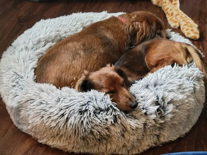 Fluffy Dachshund Bed