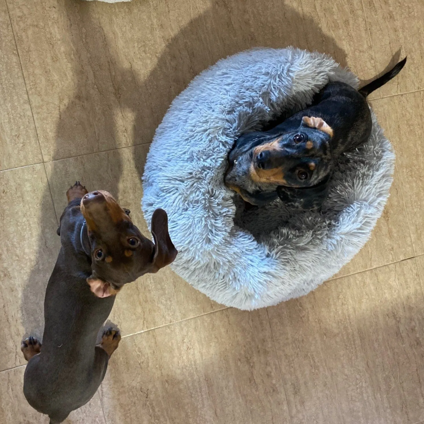 Fluffy Dachshund Bed