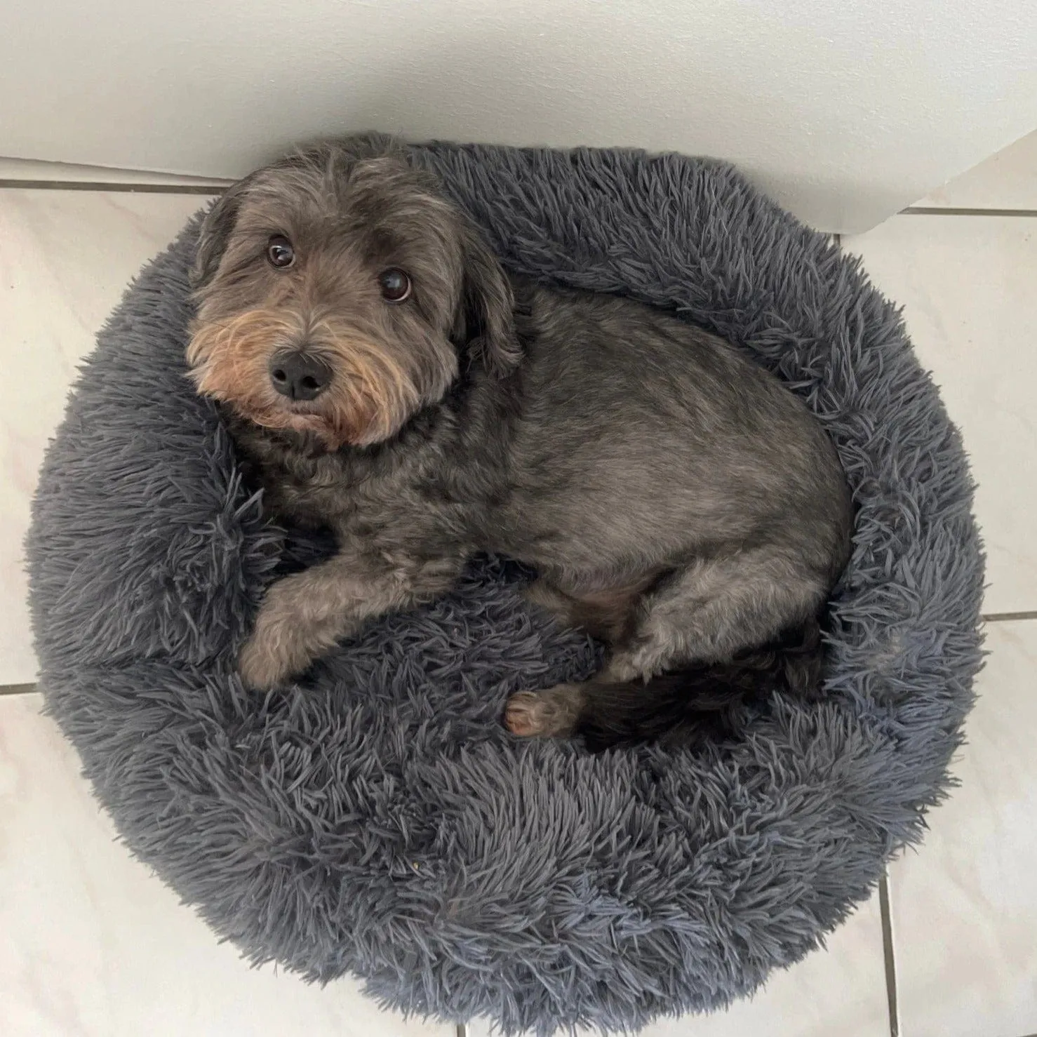 Fluffy Dachshund Bed