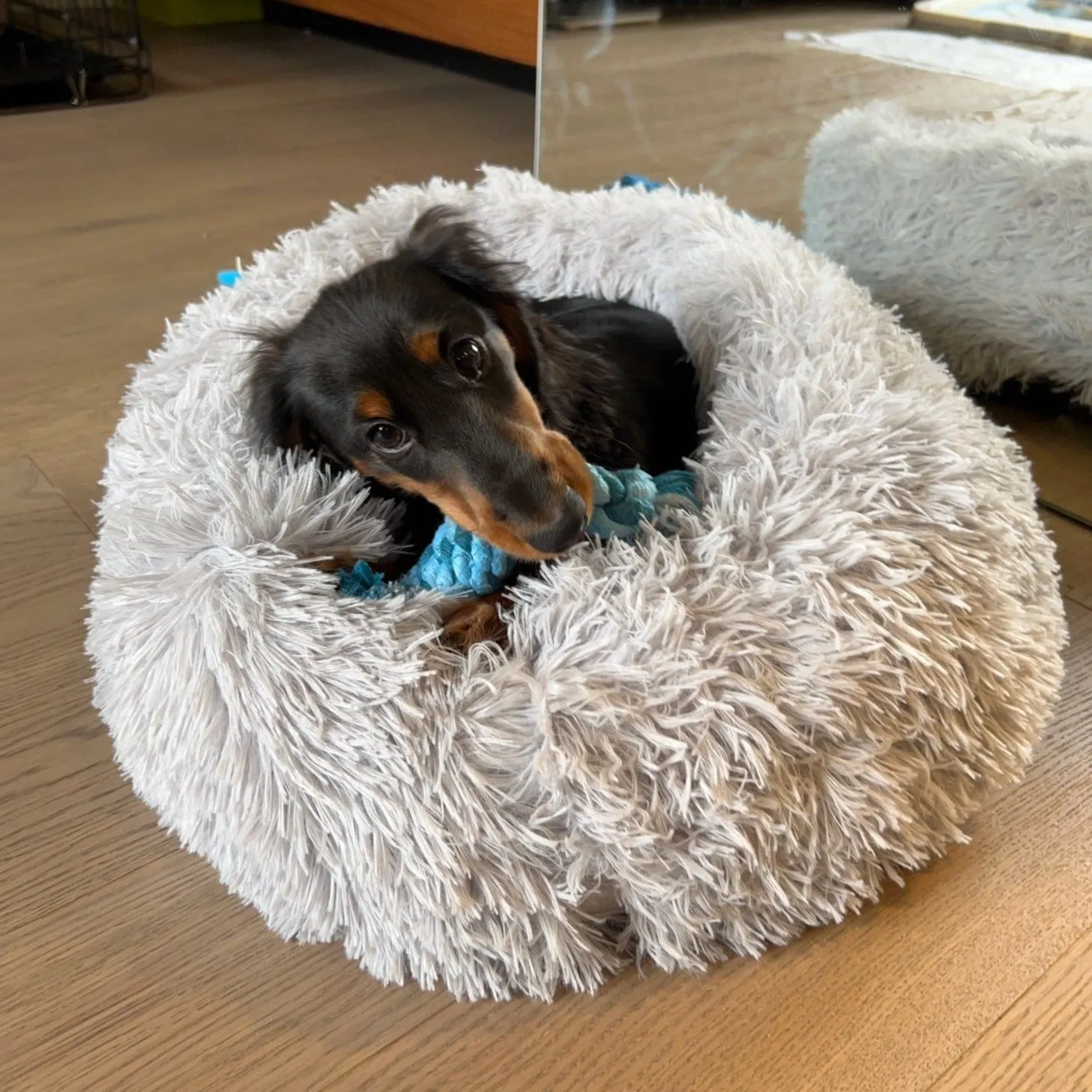 Fluffy Dachshund Bed