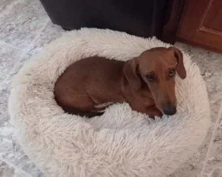 Fluffy Dachshund Bed