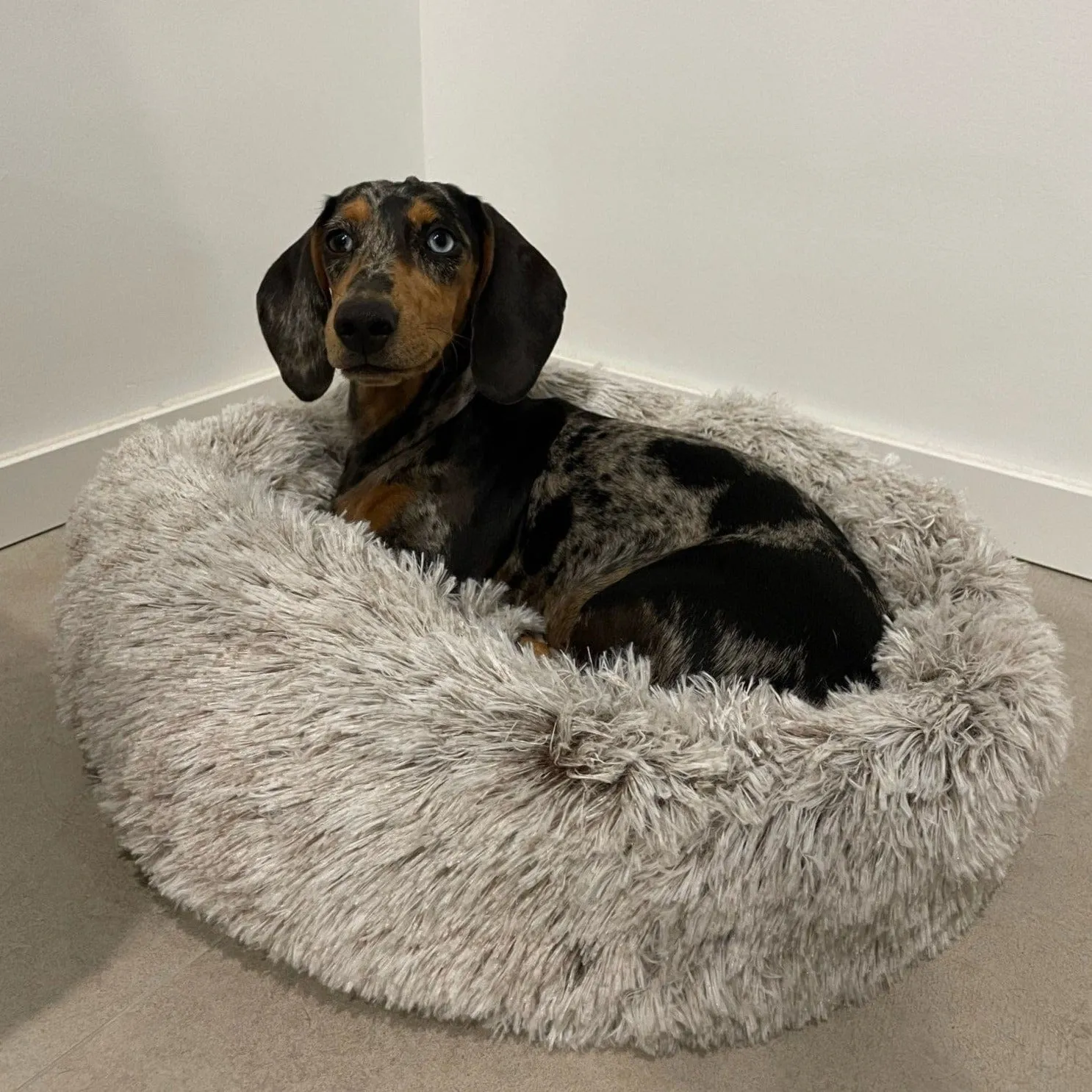 Fluffy Dachshund Bed