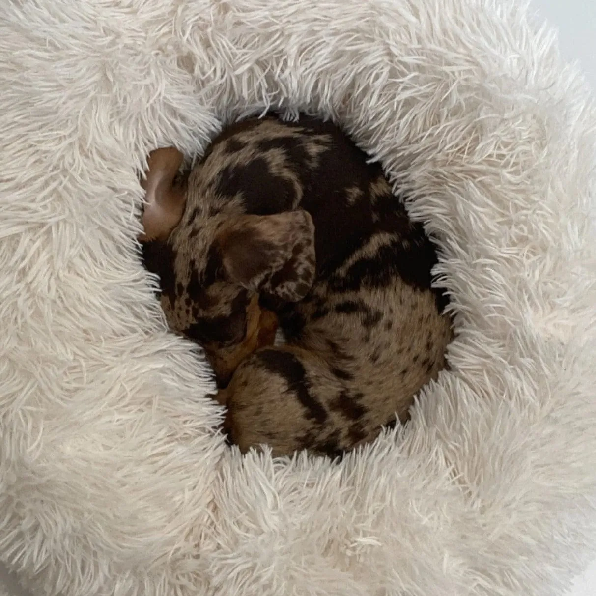 Fluffy Dachshund Bed